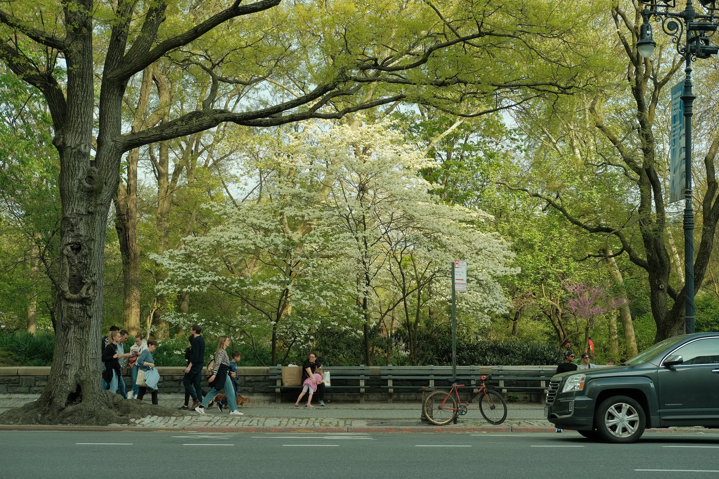 Green city park edge beside a road